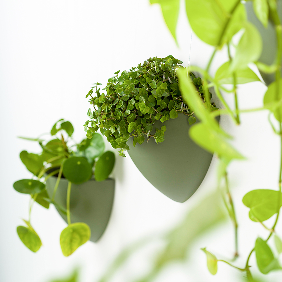 Botaniq – Obrázok 5