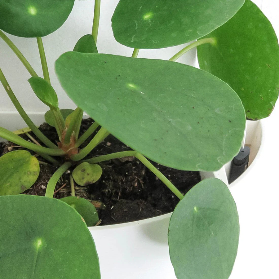 Botaniq – Obrázok 6